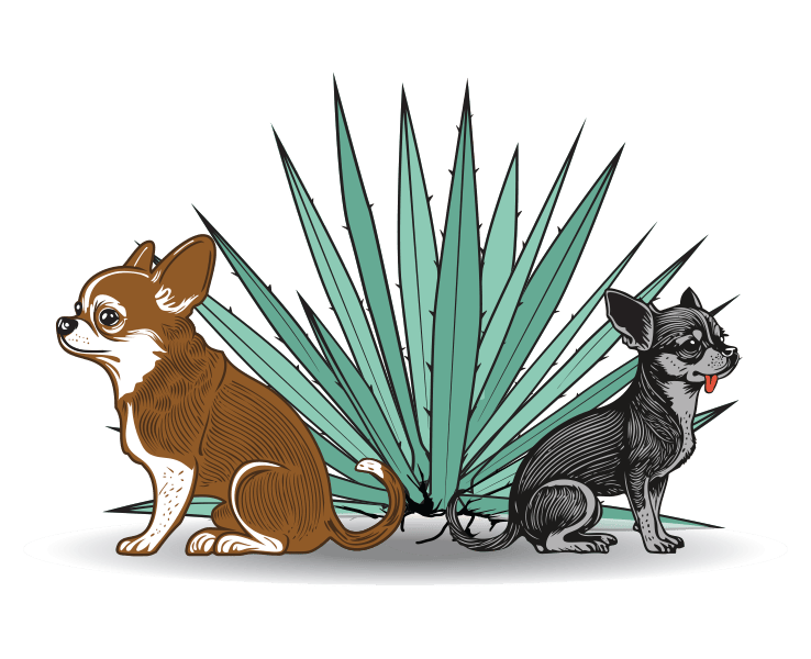 Two chihuahuas sit in front of a large green agave plant, one brown and white, the other black with a red tongue visible.