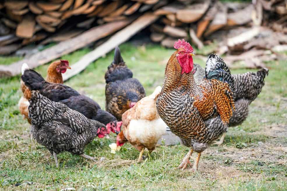 How much do chickens weigh?