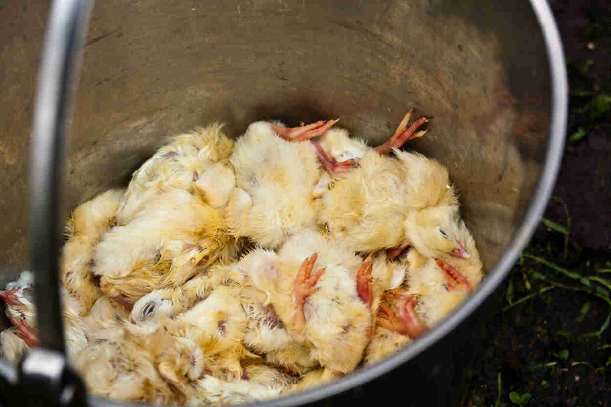 4 ways to cull a chick (step-by-step guides)
