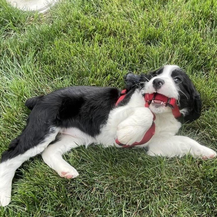 Picture of a black and white puppy lying in the grass and holding a red leash in its mouth