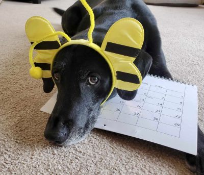 Dog sitting on a calendar