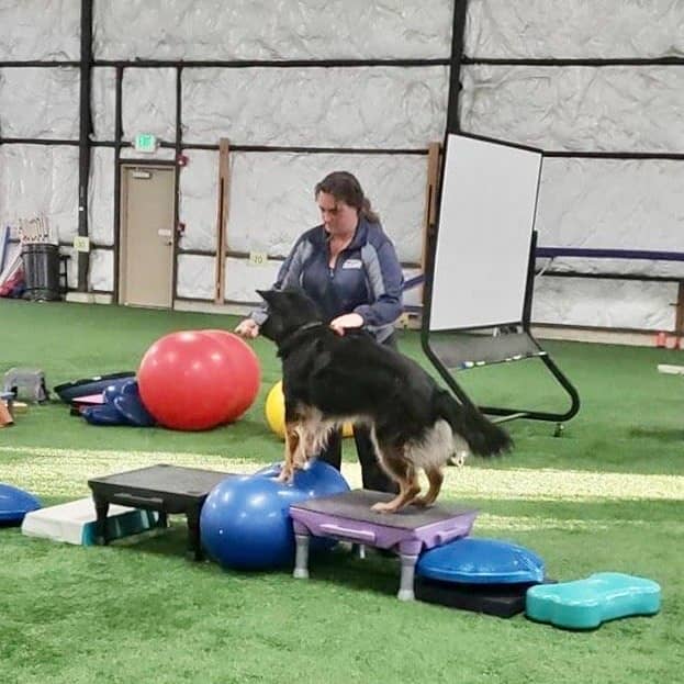 Woman next to a dog standing on some fitness equipment