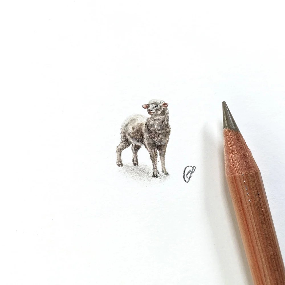 Sheep Cs Illustrator