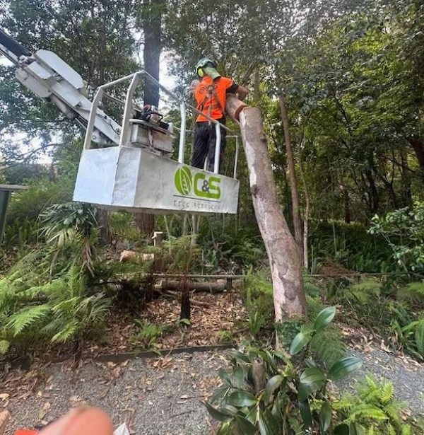 Tree Removal Services