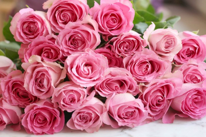 Pink Roses