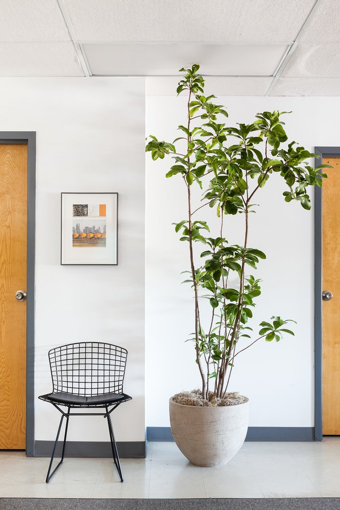 11 Bold Ways To Use Plants Everywhere In Your House The Trick To Grow Them Anywhere Ctrl Curate