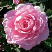 A beautiful pink Belinda's Dream rose in full bloom.