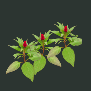 twenty five celosia stems
