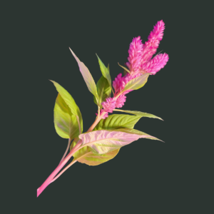 twenty five celosia stems