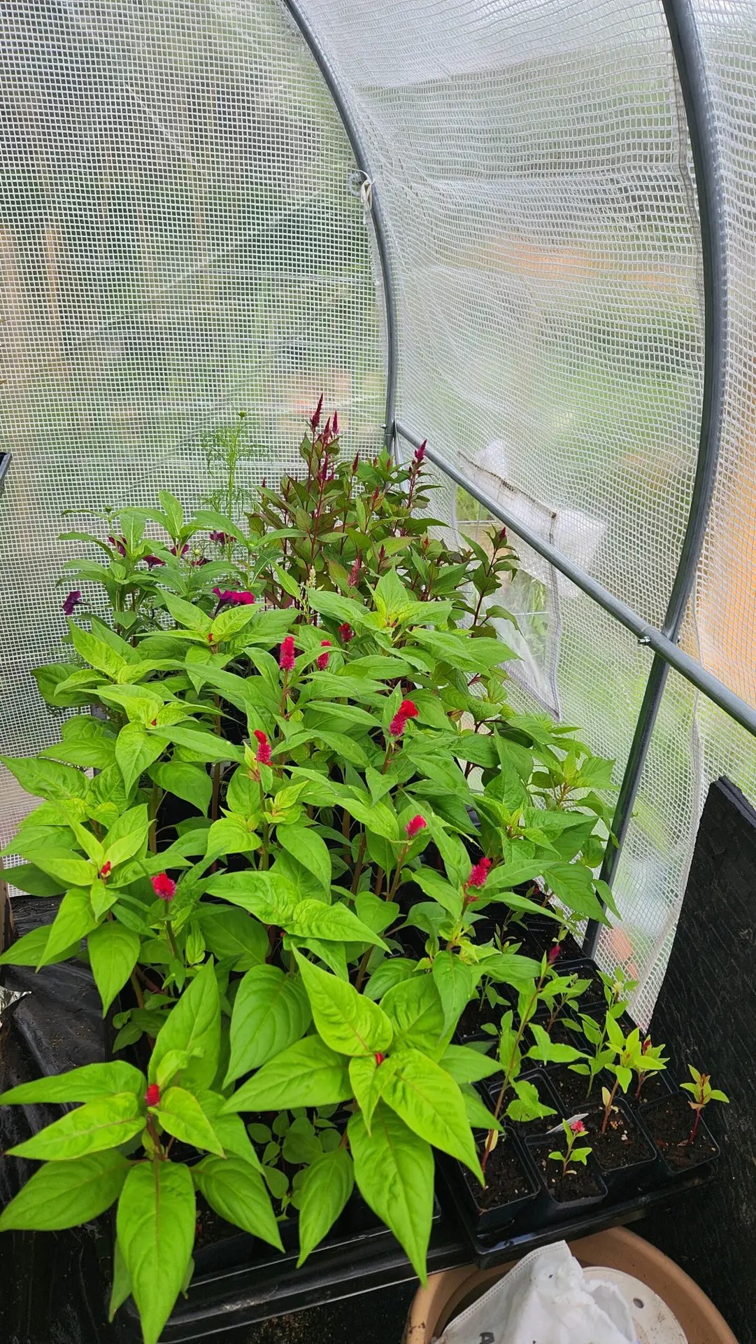 Twenty-five Celosia Stems - Image 3