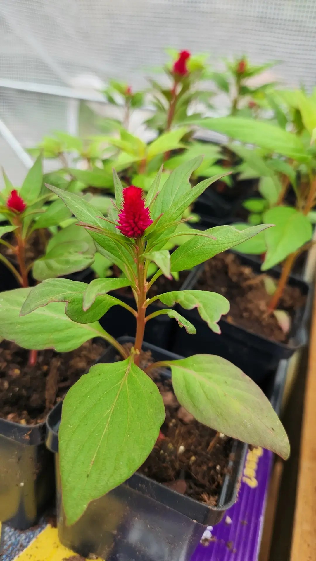 Twenty-five Celosia Stems - Image 2