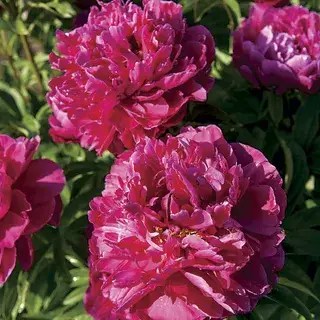 The Timeless Beauty of Flowers