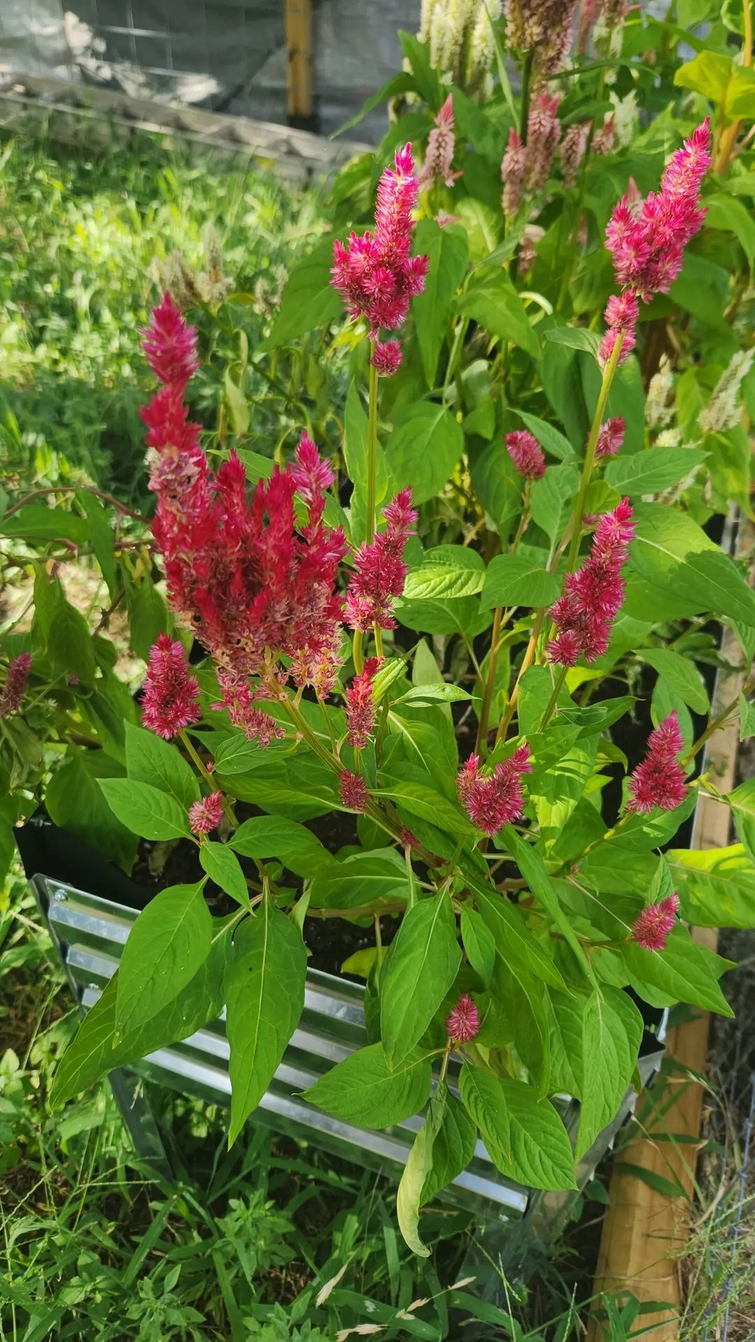prizedcelosia