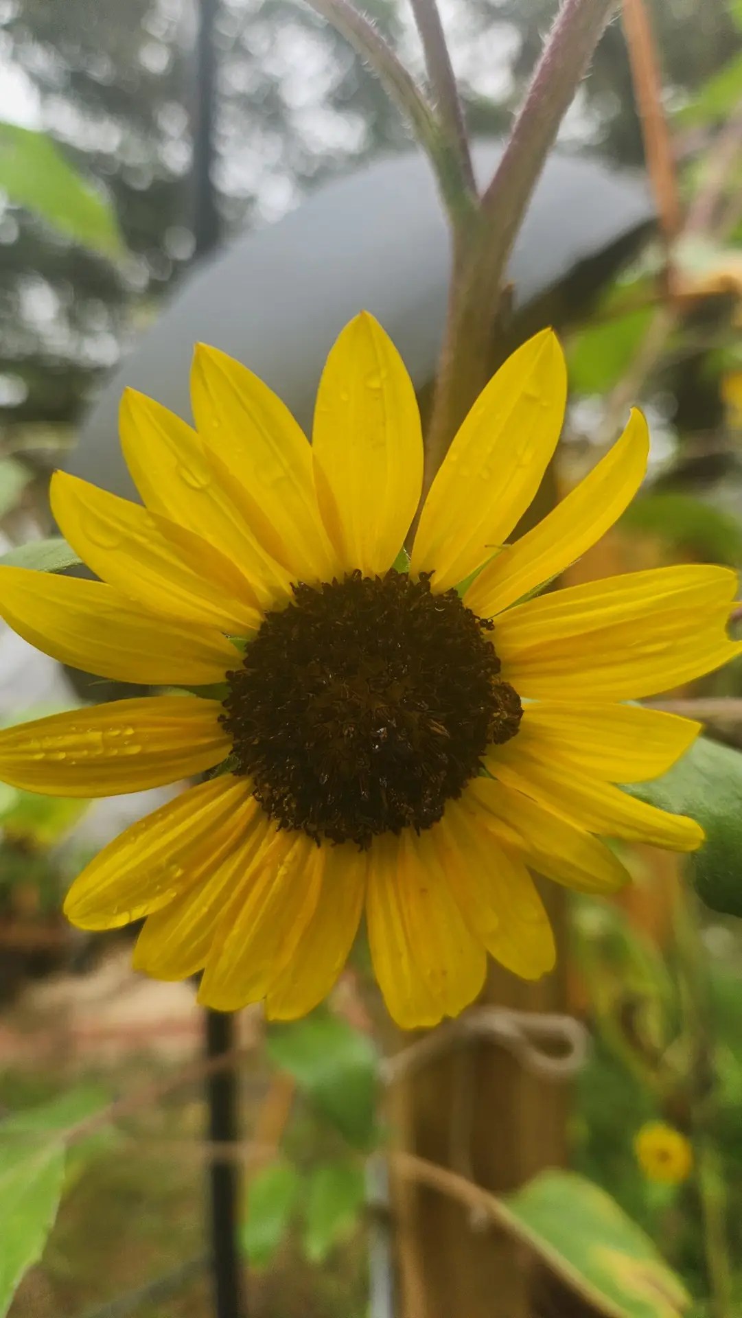 Sunflower with yellow leaves and dark brown center