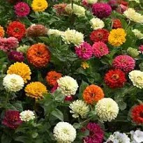 Twelve Cut and Come Again Zinnias in Glass Vase