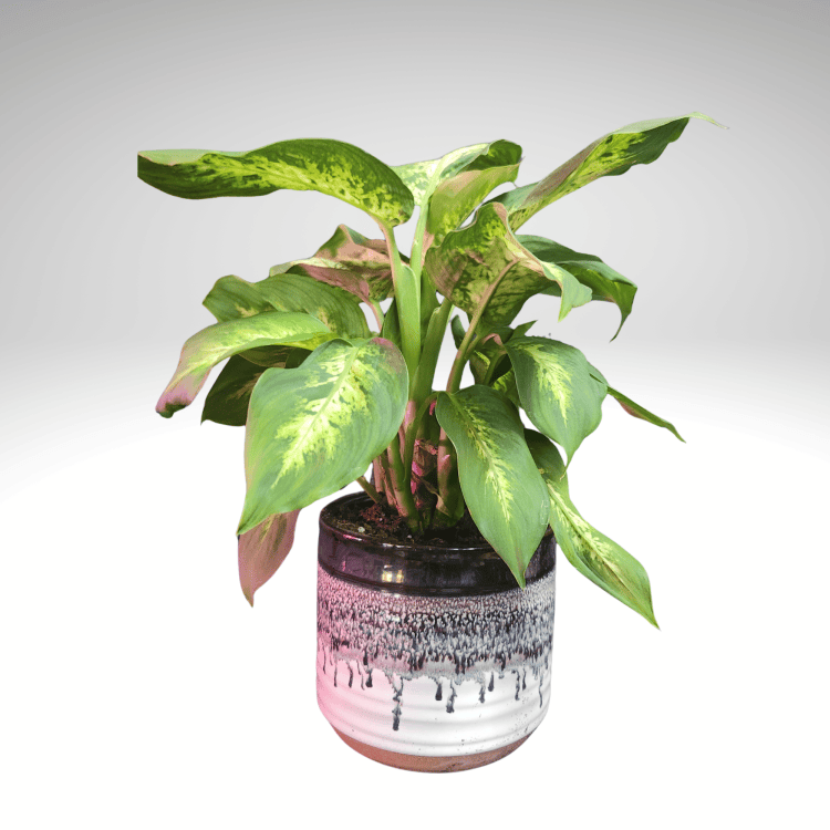 Diffenbachia Live Plant