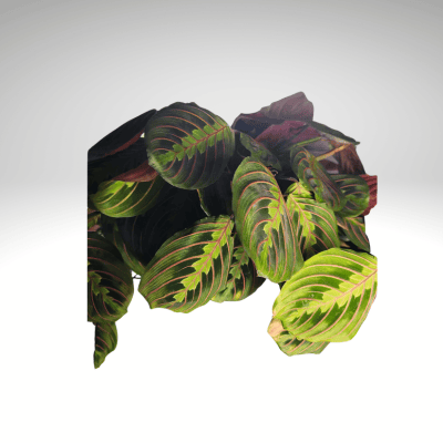 Live Prayer Plant