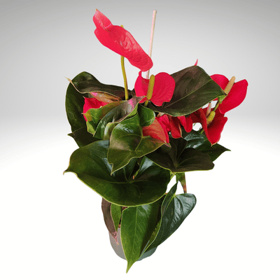 Flamingo Lily