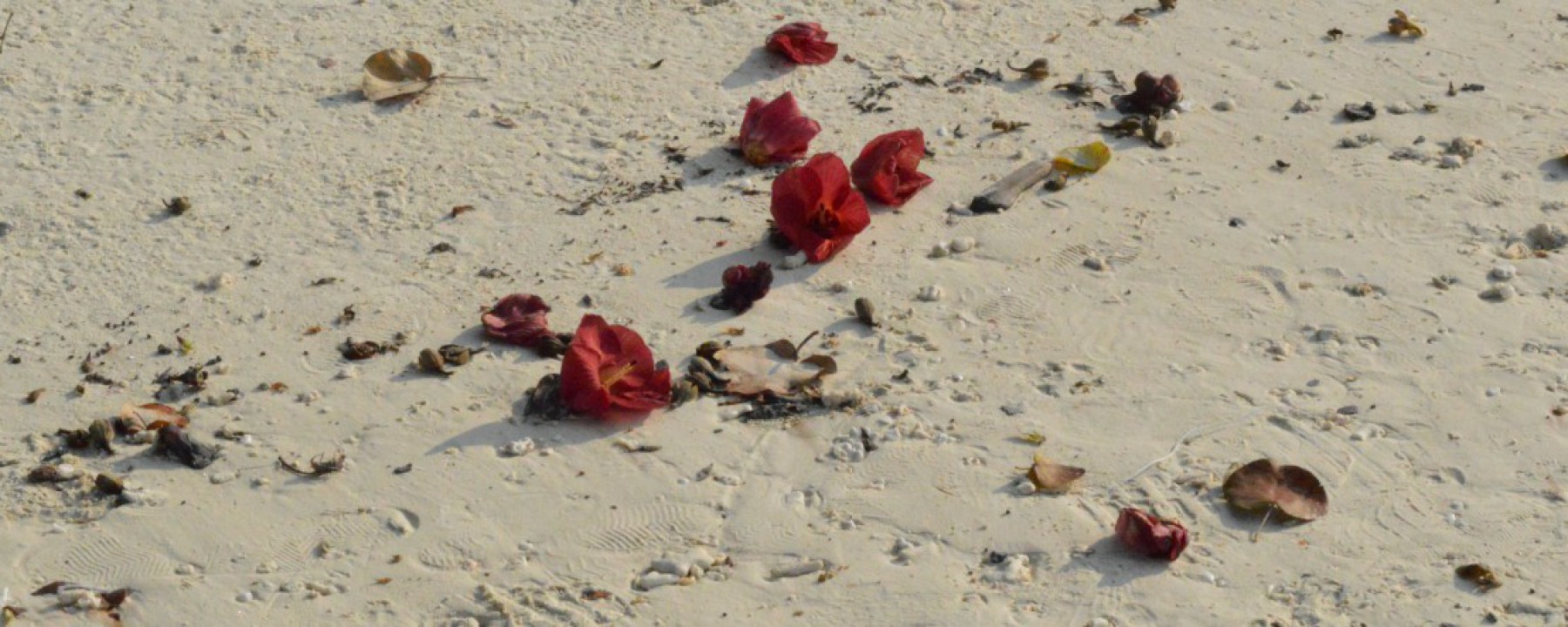 cropped-cropped-dsc_0340.jpg