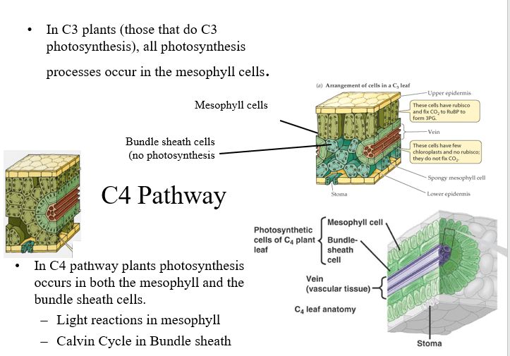 Difference Between C3 C4 And Cam Pathway With Comparison - Download Perfect Nature Pattern | Desktop