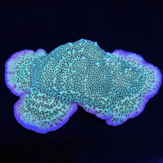 Jedi Mind Trick Let S See Them And Where Did You Put It Reef2reef Saltwater And Reef Aquarium Forum Jedi Mind Trick Let S See Them And Where Did You Put It Reef2reef Saltwater And Reef Aquarium Forum