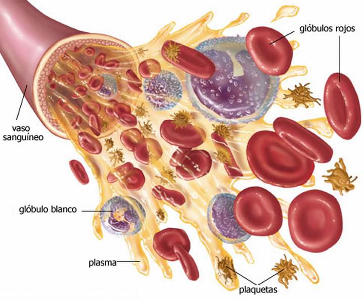 Resultado de imagen para proteinas plasmaticas