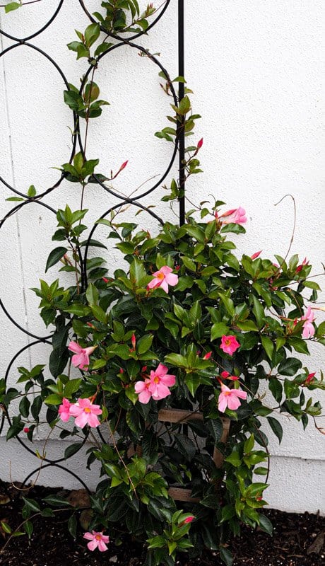 Growing mandevilla in pots