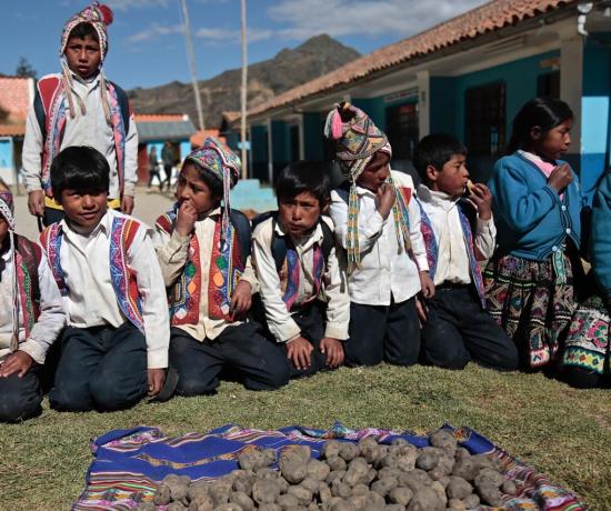 batatas peruanas