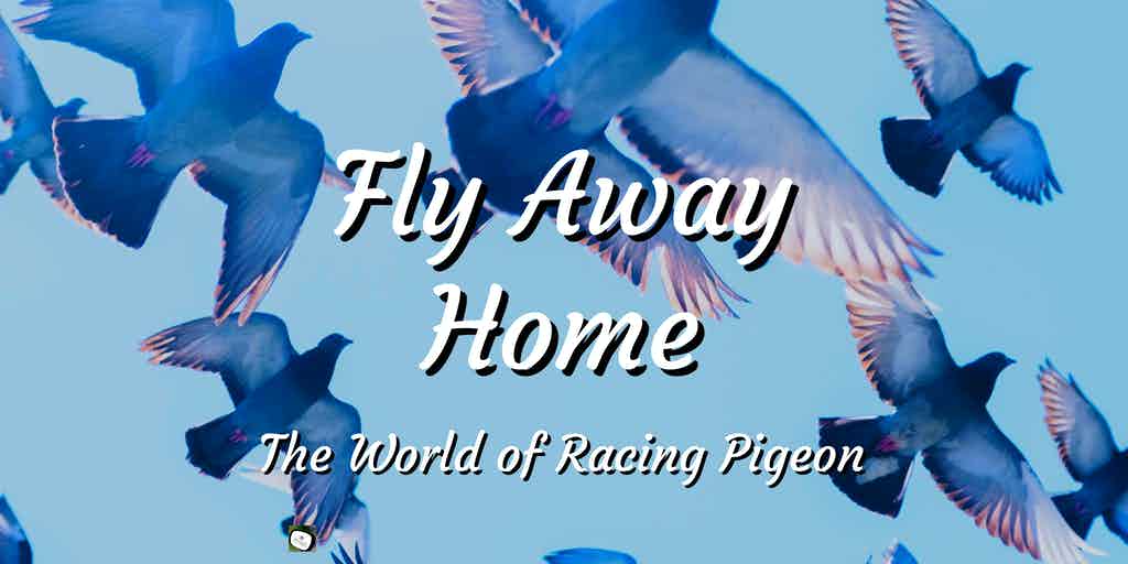 pigeon in flight