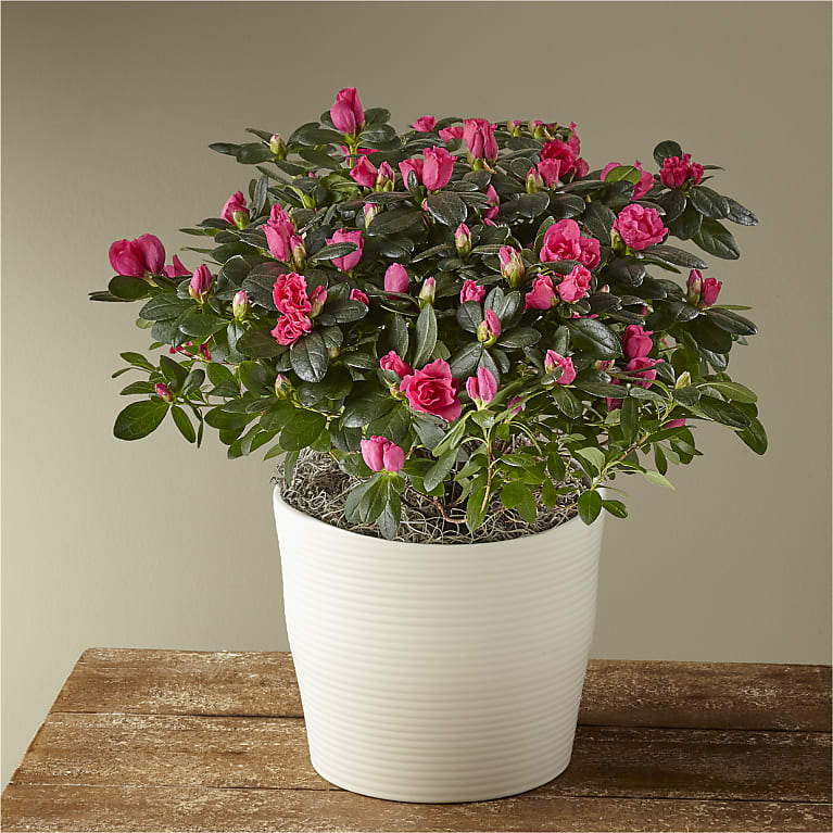 Aside from fantastic bouquets FTD now offers plants. Pictured is the Pink Azalea Plant for this image.