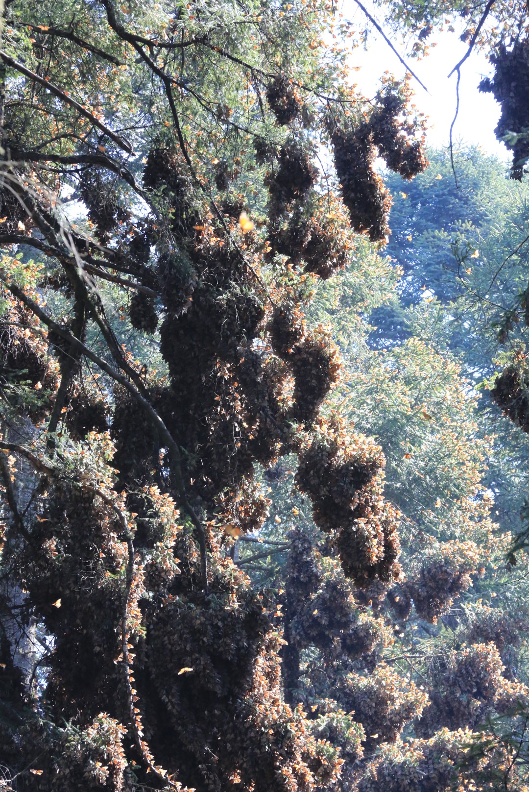 These are all butterflies in Clusters