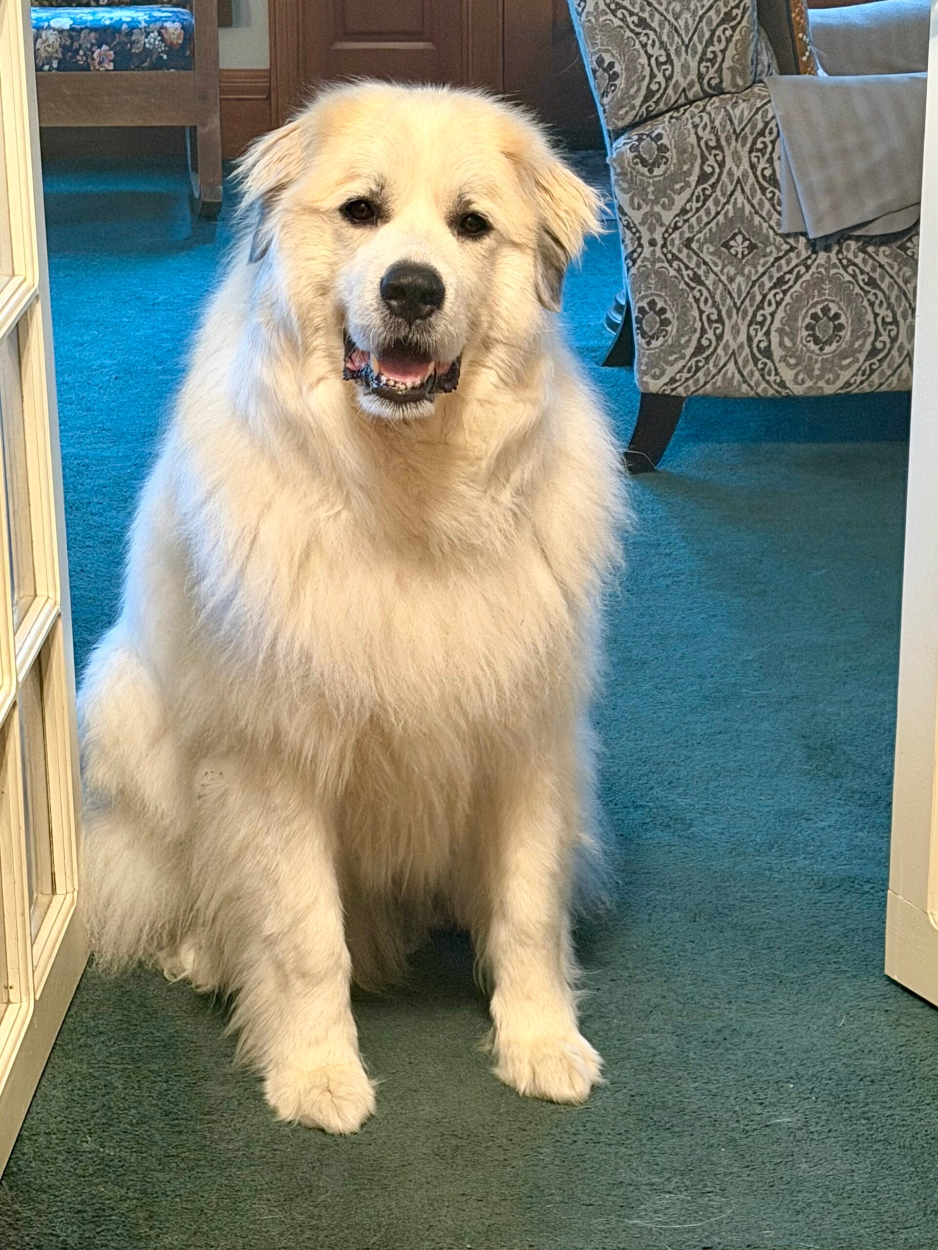 JAKE, our Great Pyrenees