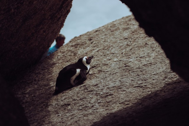 Seeing an African Penguin on Boulders Beach as part of the Cape Peninsula Route.