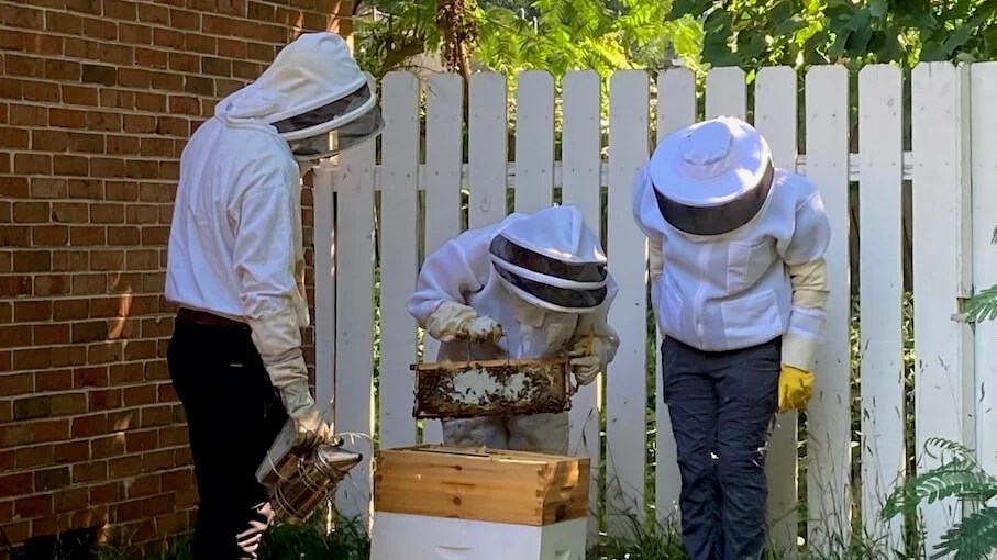 7 things newsroom managers can learn from beekeeping - Vimarsana News