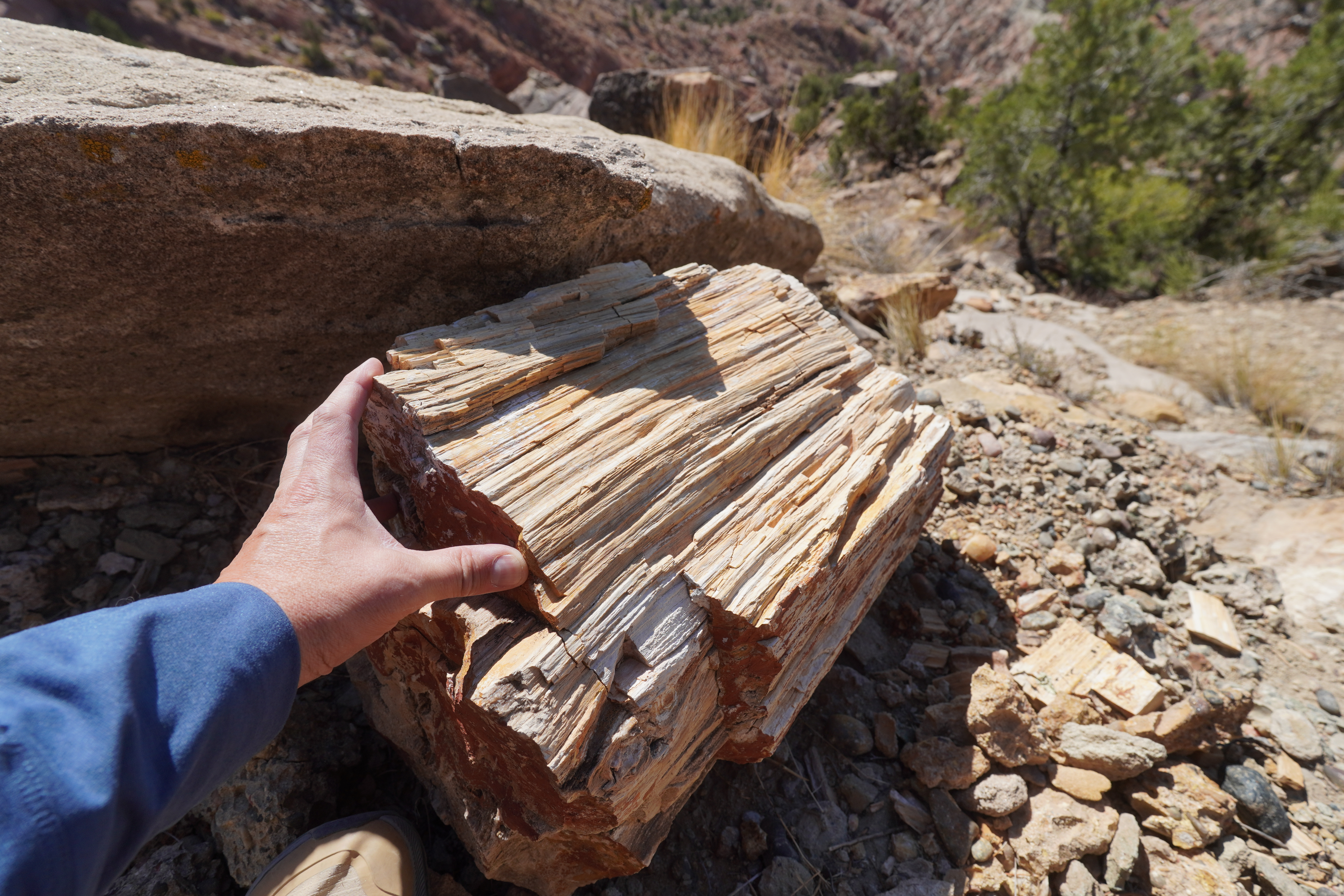 Hurricane Mesa Petrified Wood - Currently Rockhounding