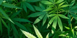 Philippine Agencies Back Downgrading Marijuana