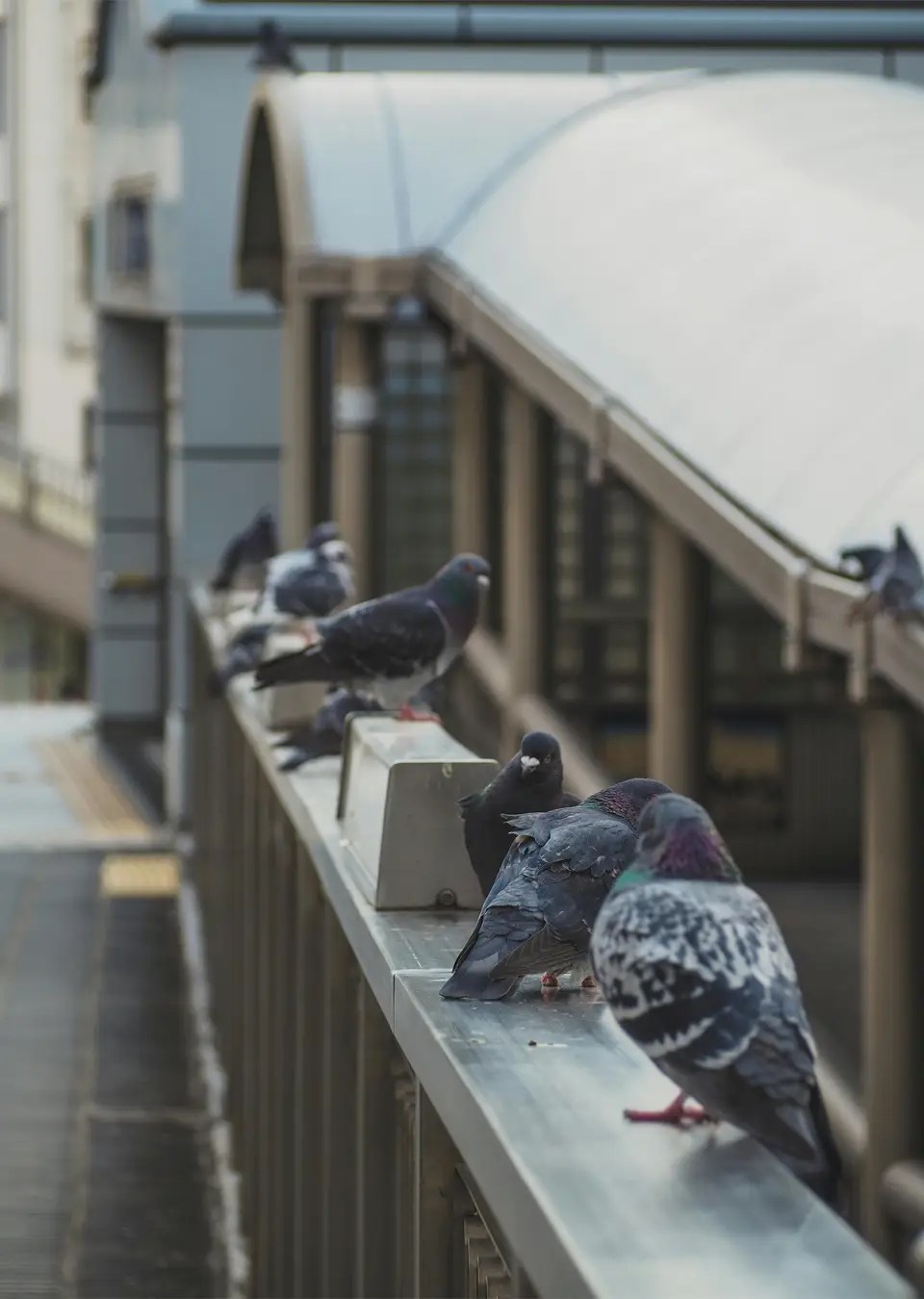 Pigeon Spiking Netting