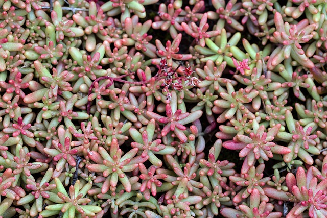 ground cover