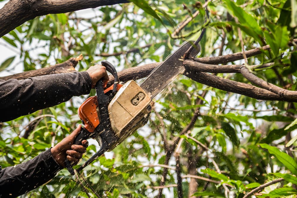 Why Professionalism Matters in Tree Services