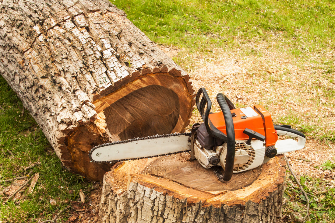 How We Ensure Safety When Removing Trees Near Your Home