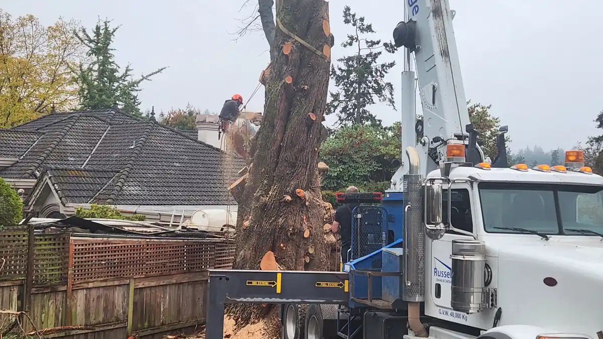 Custom Tree Falling truck and crew working on a large tree beside a residential property in Greater Victoria.