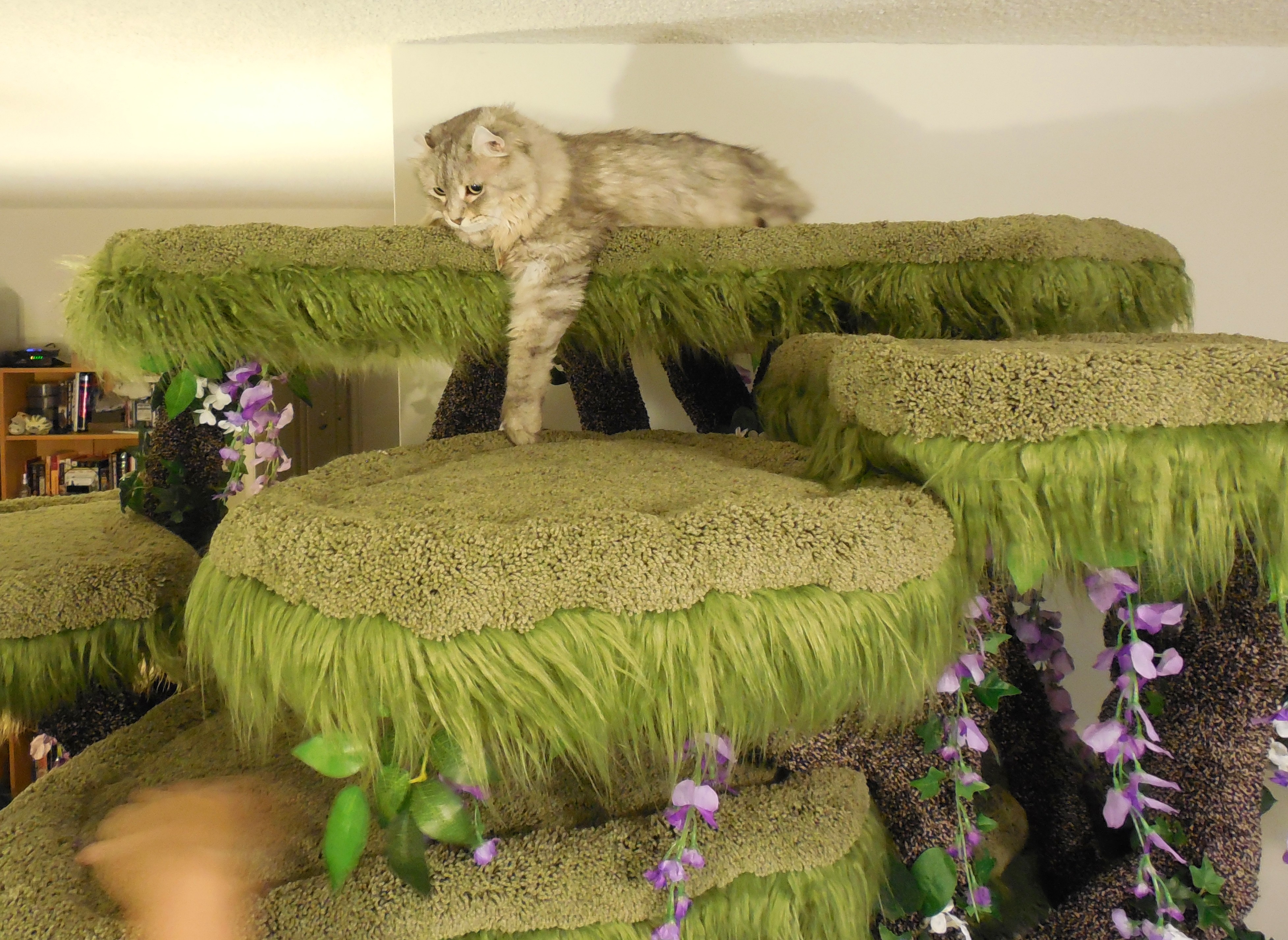enchanted forest cat sanctuary
