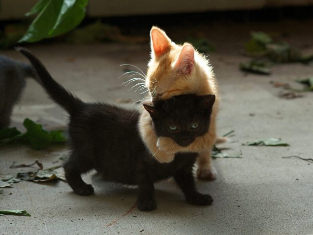 Psst! I forgot my line! Orange colored kitten grabs the neck of a black kitten with both hands