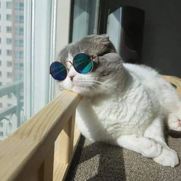 Ugggghhh... Cat wears sunglasses and rests his tired head next to a window