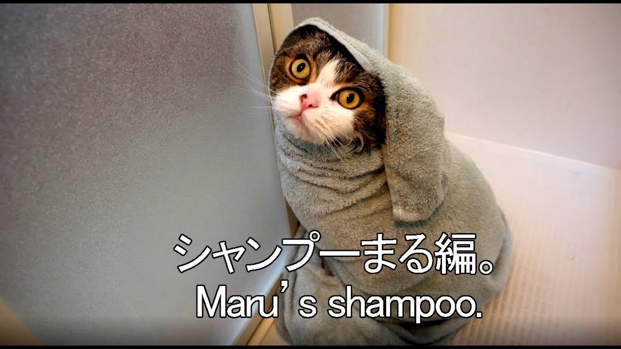 Gee, Your Maru Smells Terrific CUTETROPOLIS