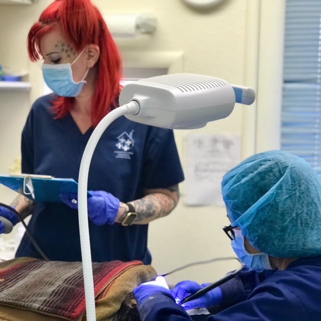 castro valley ca veterinarian - castro valley companion animal hospital on companion pet hospital castro valley