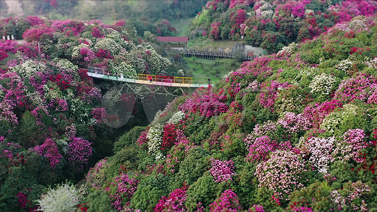 Guizhou spring travel