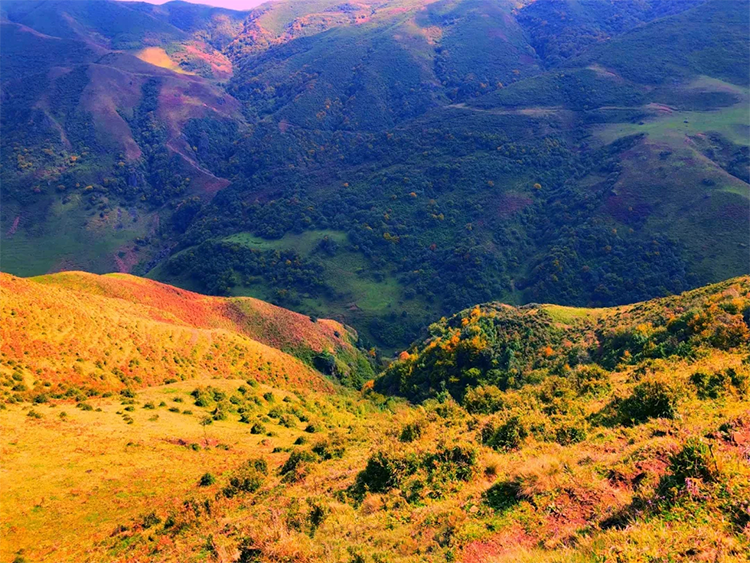 high mountain rhododendrons