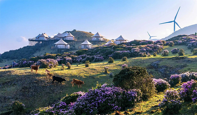 high mountain rhododendrons