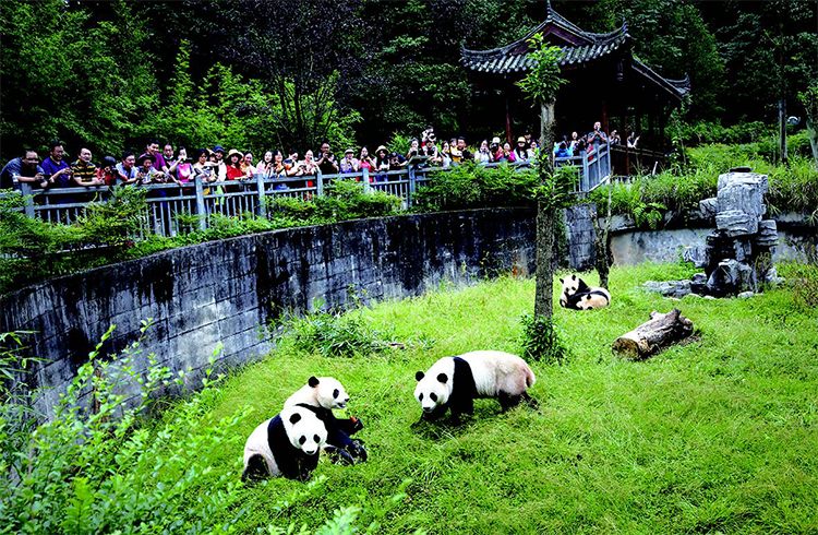 panda sanctuary